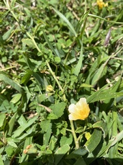 Sida rhombifolia insularis