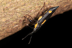 Rhinotia plagiata