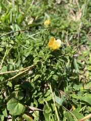 Sida rhombifolia insularis