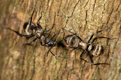 Polyrhachis cupreata