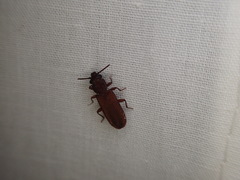 Platisus vespertinus