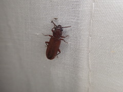 Platisus vespertinus