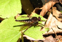 Amblyonychus