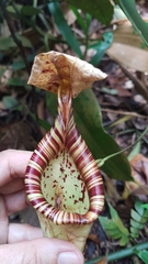 Nepenthes rafflesiana