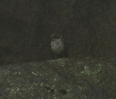 Pyrocephalus rubinus
