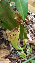 Nepenthes rafflesiana