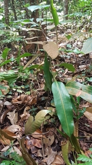 Nepenthes rafflesiana