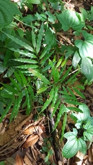 Artabotrys suaveolens