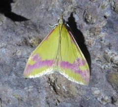 Pyrausta scurralis