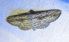 Iridopsis obliquaria