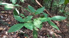 Timonius wallichianus