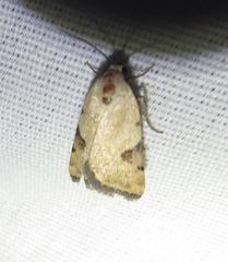 Micrathetis costiplaga