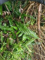 Blechnum durum