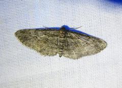 Iridopsis obliquaria