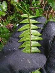 Blechnum durum