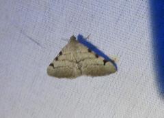 Digrammia triviata