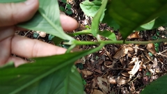 Timonius wallichianus