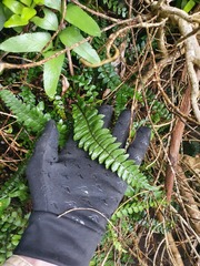 Blechnum durum