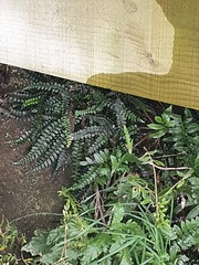 Blechnum durum