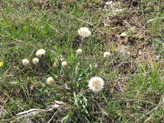Leontodon biscutellifolius