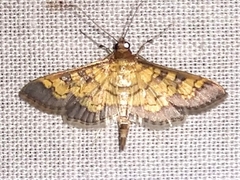 Diacme elealis