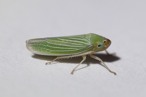 Xyphon flaviceps (Riley, 1880)