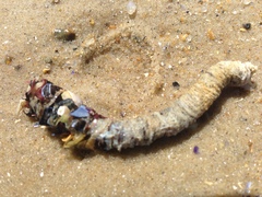Pectinariidae