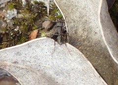 Rhytidoponera tasmaniensis