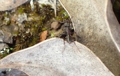 Rhytidoponera tasmaniensis