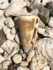 Conus emaciatus image