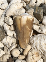 Conus emaciatus
