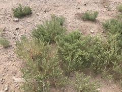 Atriplex elegans