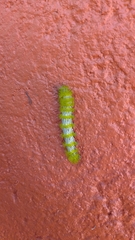 Lepidoptera