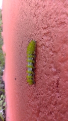 Lepidoptera