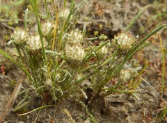 Blennospora drummondii