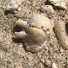 Drupina grossularia