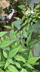 Zehneria