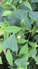 Zehneria