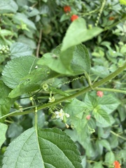 Zehneria