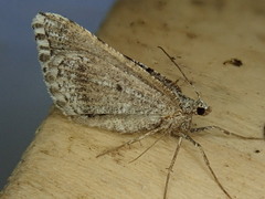 Macaria colata
