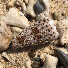 Conus imperialis