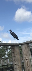 Egretta caerulea