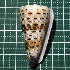 Conus imperialis