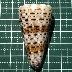 Conus imperialis