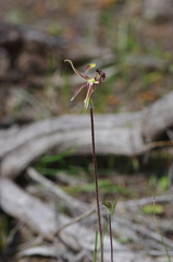 Caladenia barbarossa
