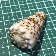 Conus imperialis