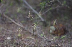 Caladenia barbarossa