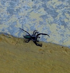 Paraphidippus