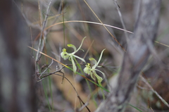 Caladenia barbarossa