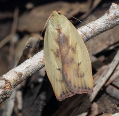 Cryptolechia triphaenatella